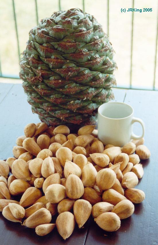 &nbsp bunya &nbsp bounty &nbsp