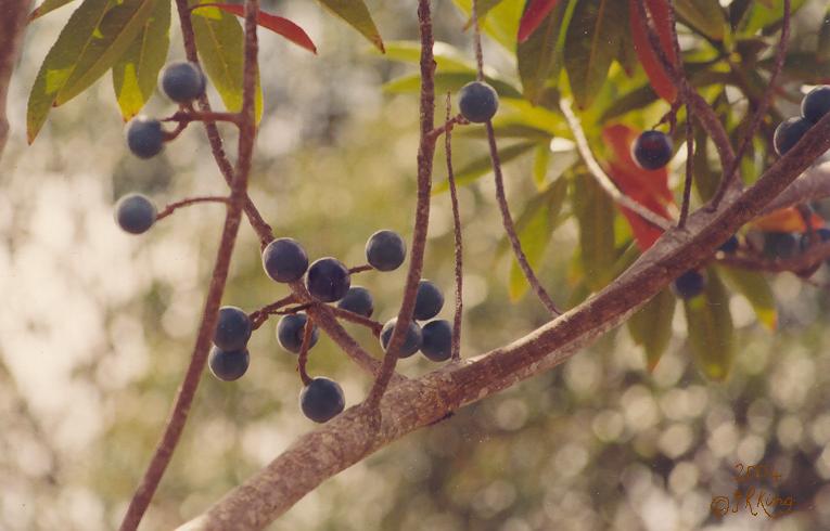   purple   abundance  
