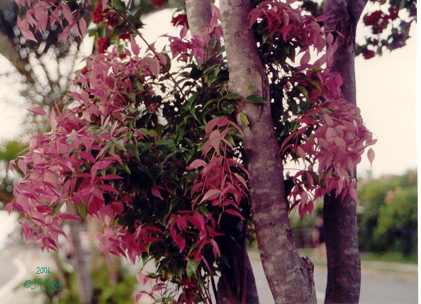 &nbsp a &nbsp storm &nbsp of &nbsp new &nbsp red &nbsp leaves &nbsp