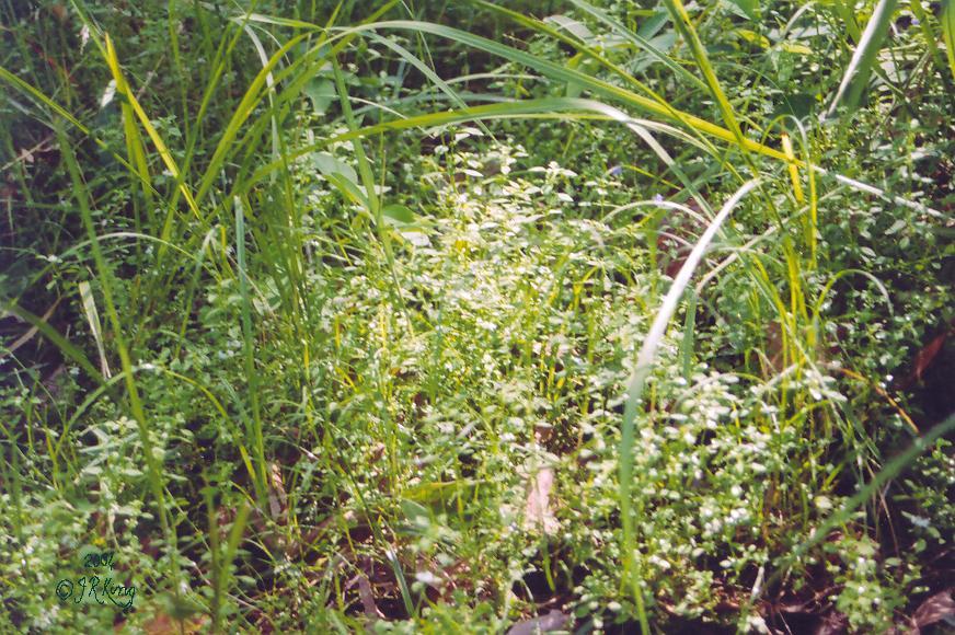   aroma   underfoot  