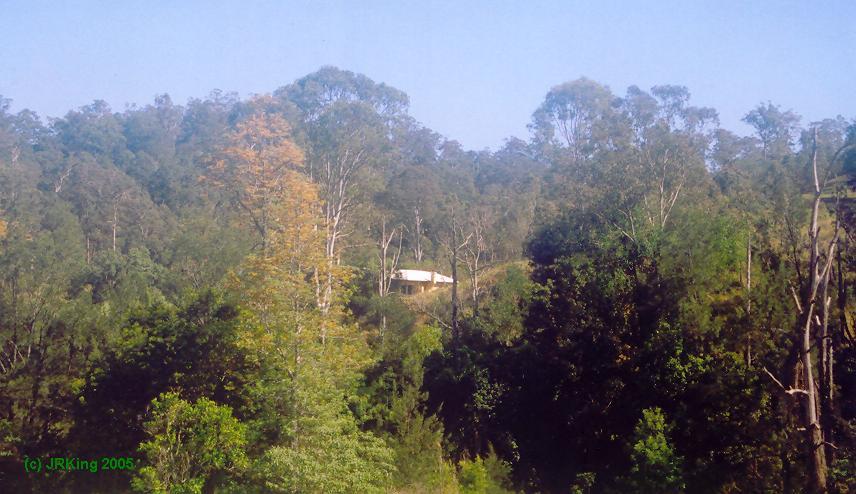   rainforest272  