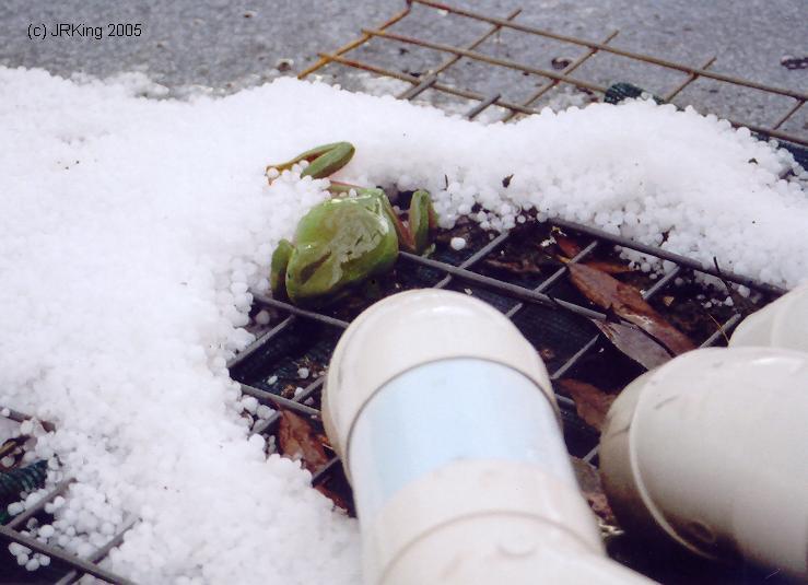   frog-cicles  
